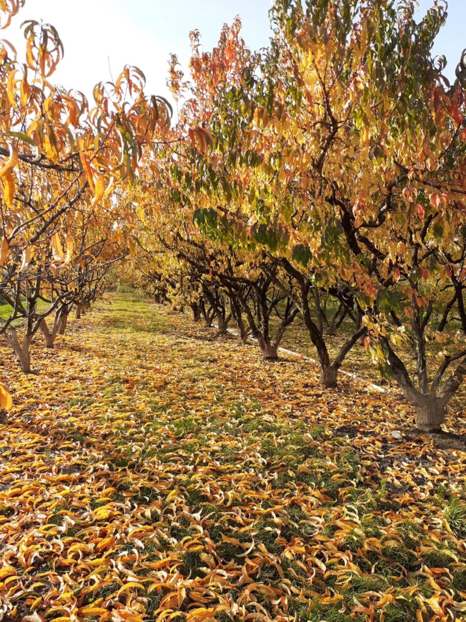 Aux Pieds Des Vignes Panzió Ingersheim Kültér fotó