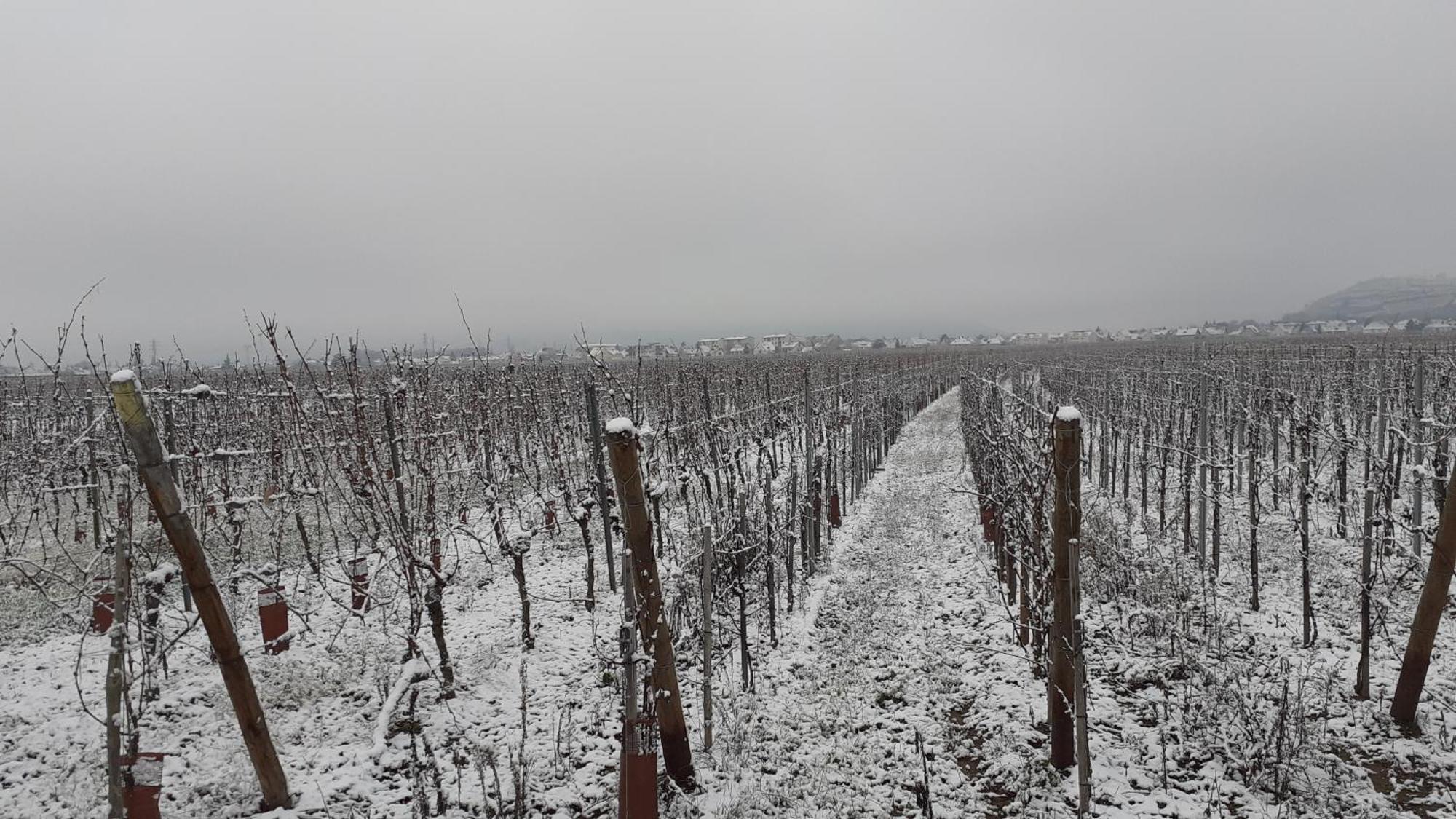 Aux Pieds Des Vignes Panzió Ingersheim Kültér fotó